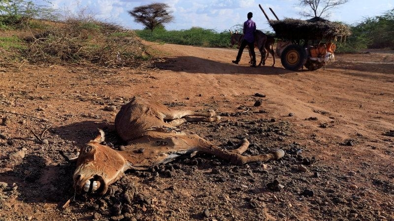 FILE PIC: A carcass sprawling on the ground during drought in Kenya. /AP