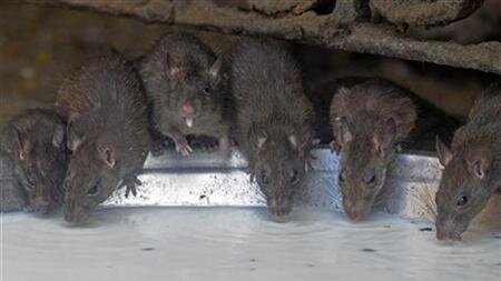What the CDC Says About Rodents & COVID-19