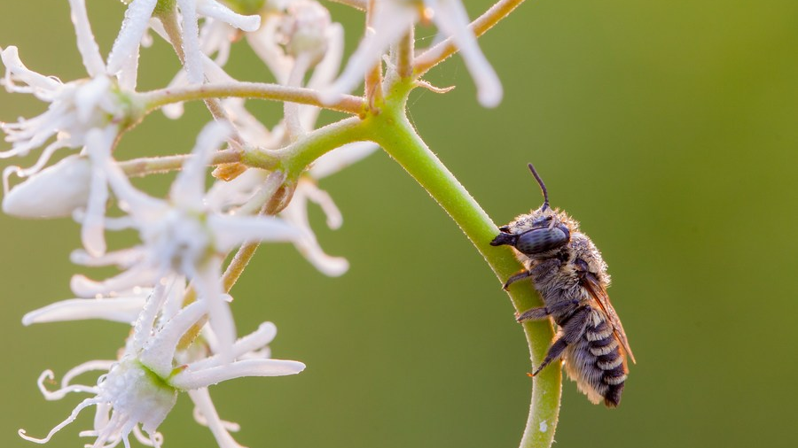 World Bee Day: The dwindling global bee populations - CGTN