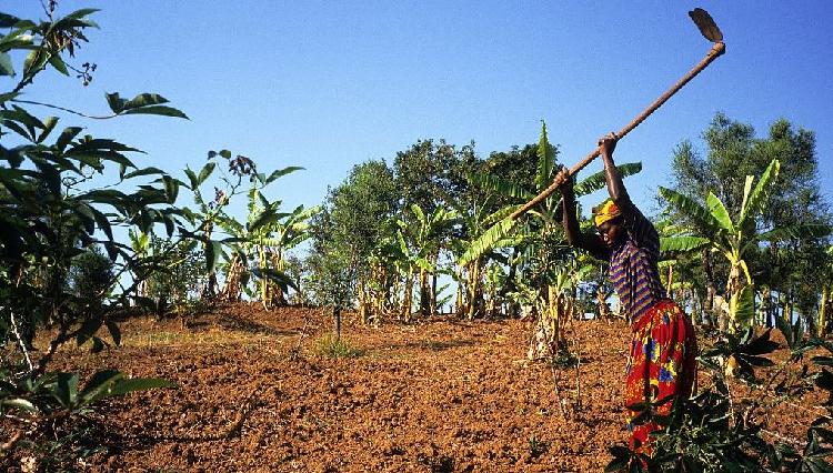 El presidente de Burundi describe el plan de seguridad alimentaria al director general de la FAO