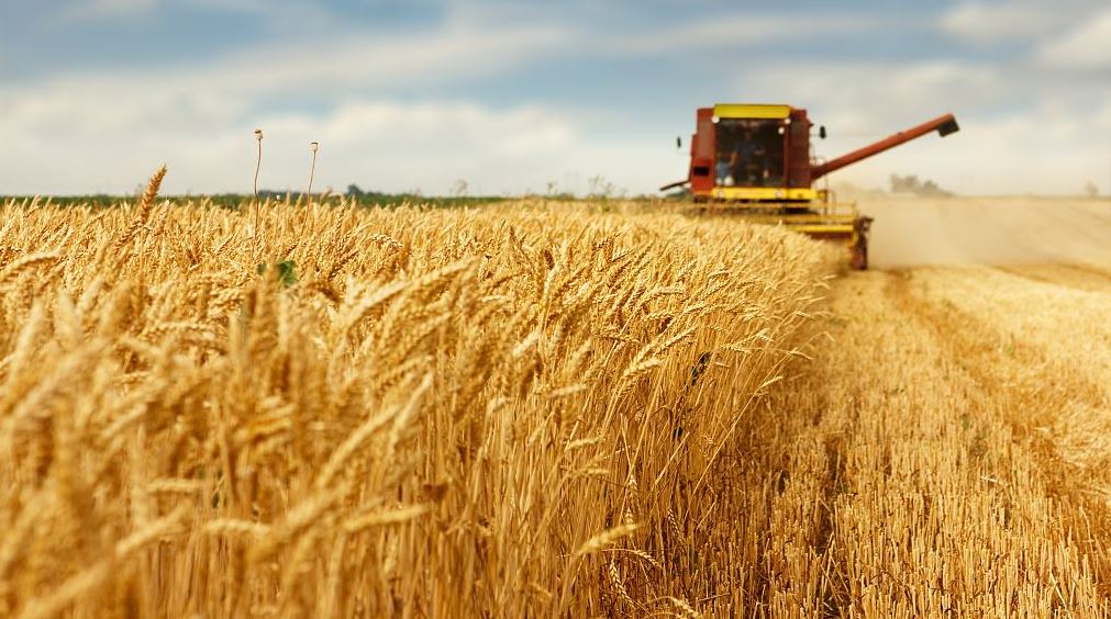 Zimbabwe wheat requirement currently stands at about 360,000 tonnes. /CFP