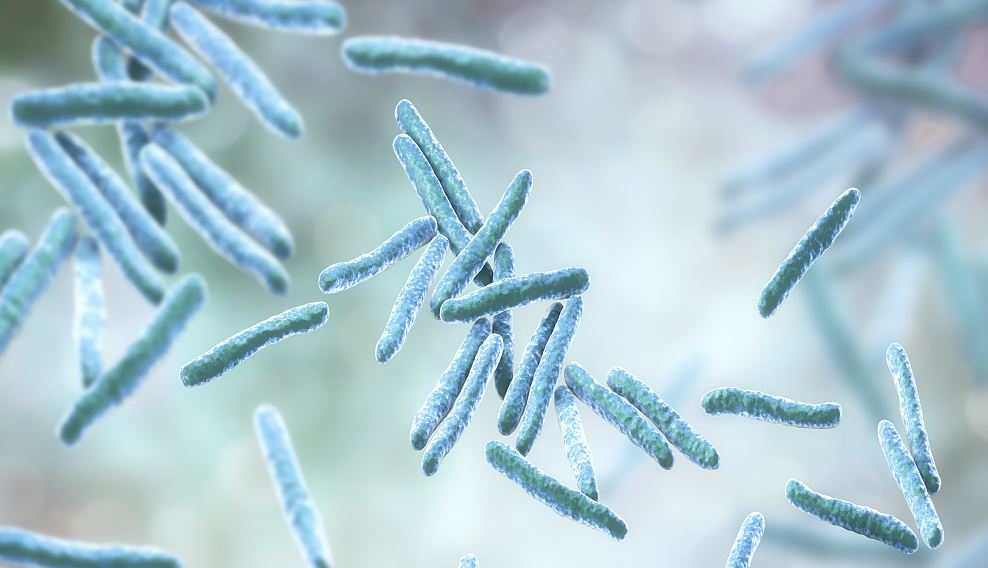 Image showing Tuberculosis bacteria. /AFP