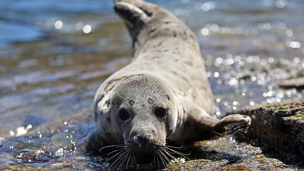 Baby seal attack prompts warning for beachgoers in S.Africa. /VCG