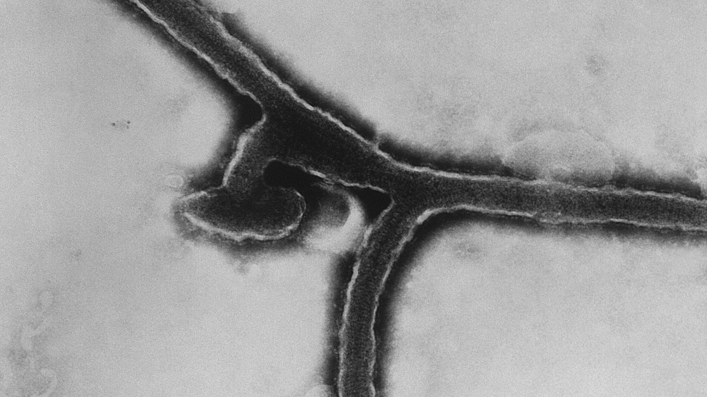 A  transmission electron micrograph (TEM) image of the Marburg virus. /CFP