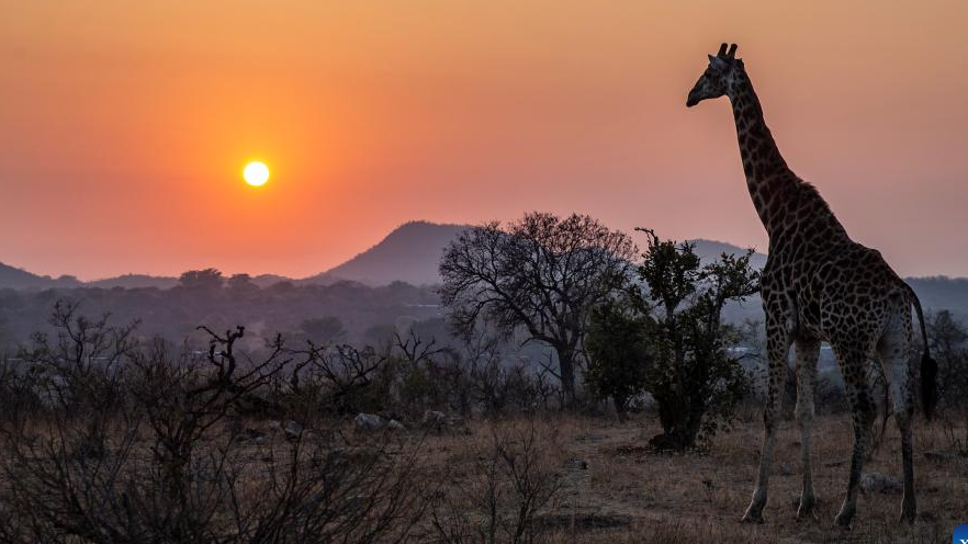 File Photo: A giraffe walks at the Kruger National Park, South Africa, September 17, 2022. /Xinhua