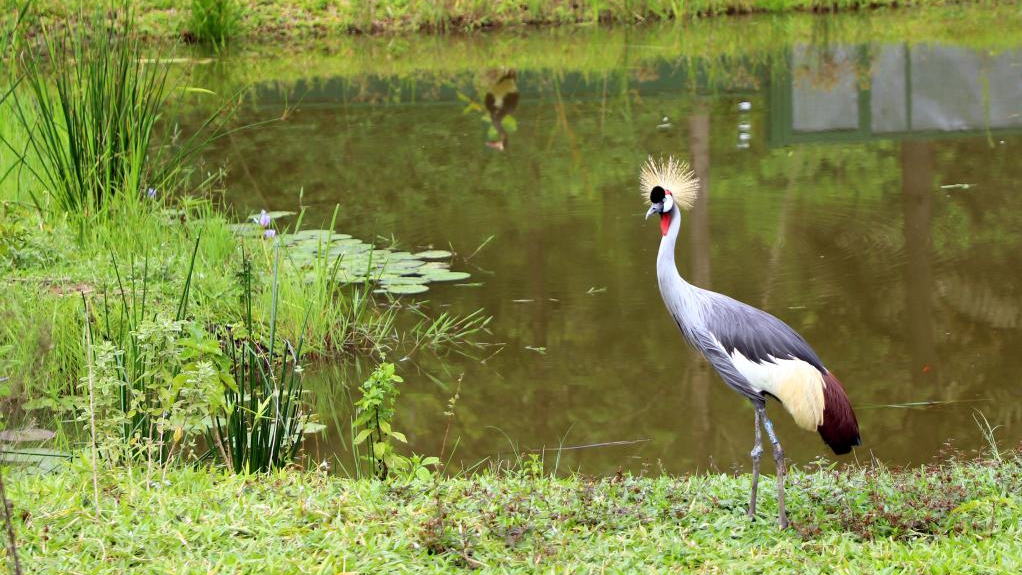 Grey Crowned Crane. /Xinhua