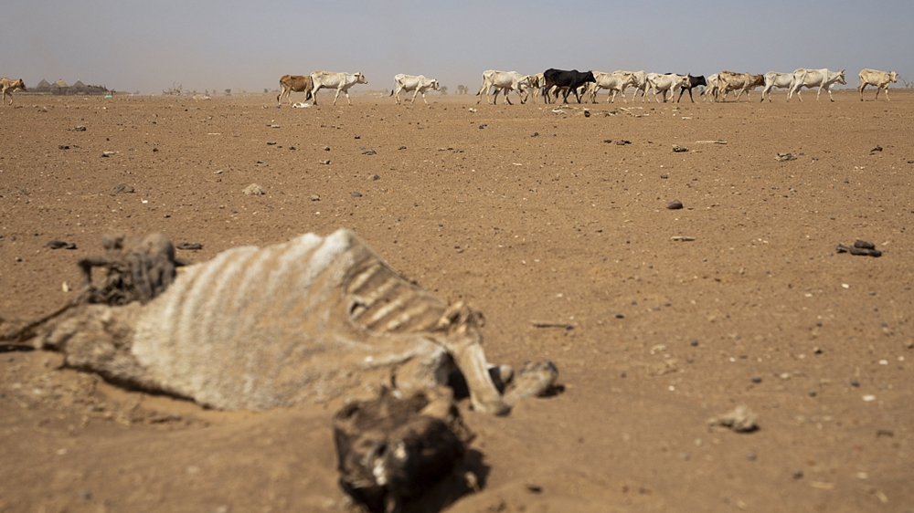 Drought affected livestock walk towards a river near Biyolow Kebele, in the Adadle woreda of the Somali region of Ethiopia, February 2, 2022. /CFP