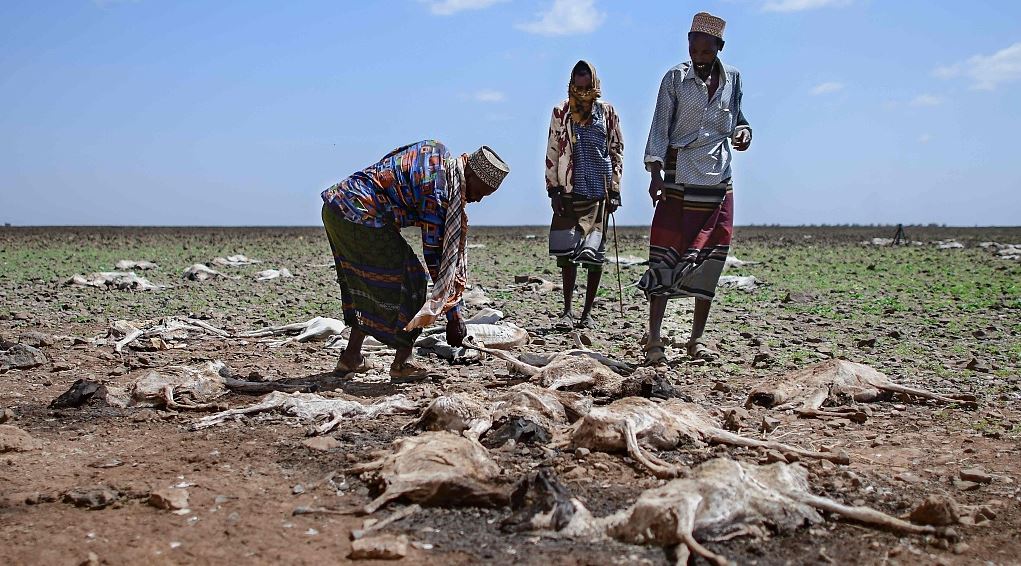 FILE PIC: Pastoralists viewing carcasses of livestock sprawling on the ground after severe drought in the Horn of Africa. /Xinhua 