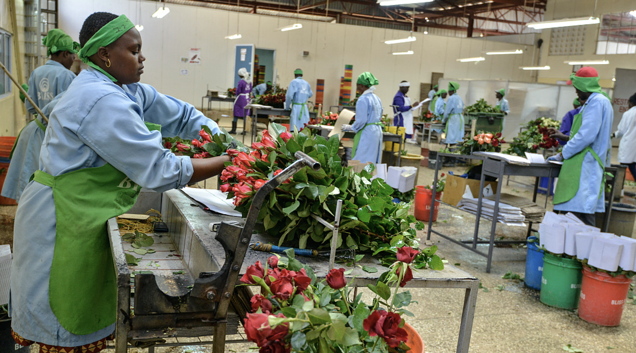 FILE: A worker measures and trims roses at a greenhouse in Njoro. Kenya is among the top producers of cut flowers in the world, exporting 70 percent of its harvest to Europe. /CFP