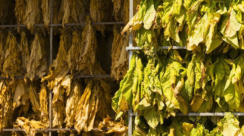 FILE PIC: Tobacco leaves being dried. /AFP