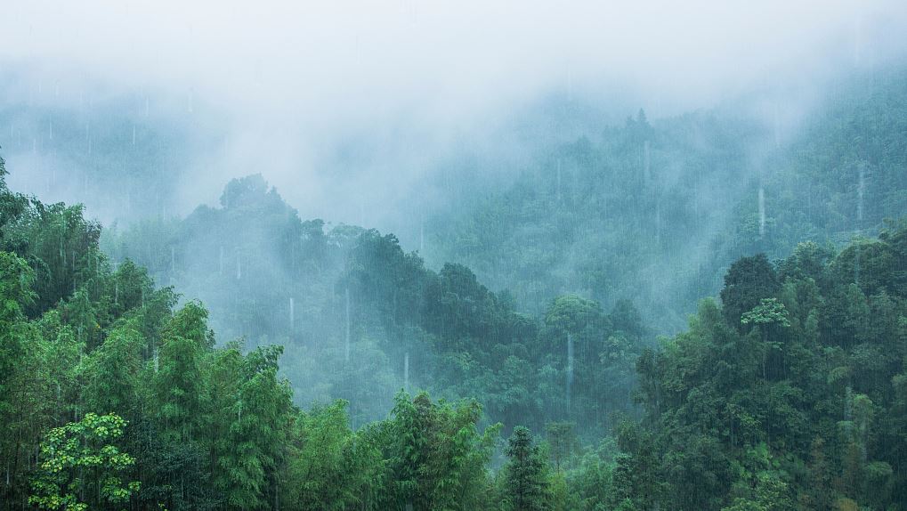 FILE PIC: Dense forest. /AP