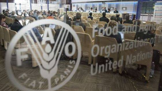 FILE PIC: Food and Agriculture Organization. /AFP