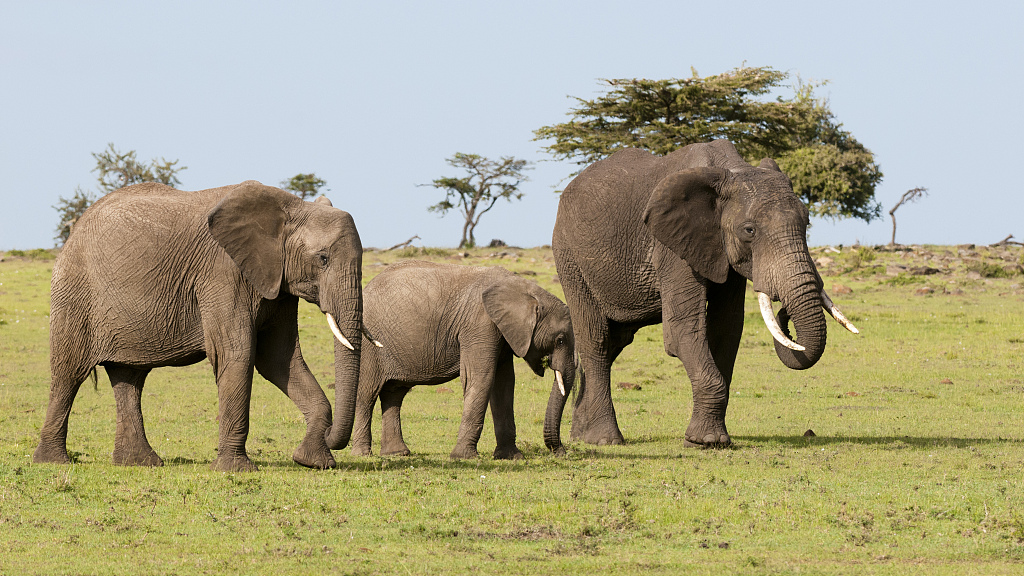 African Elephant (Loxodonta africana), Masai Mara, Kenya. (File Photo: CFP)