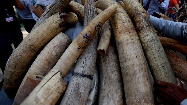 FILE PIC: Elephant tusks. /Xinhua