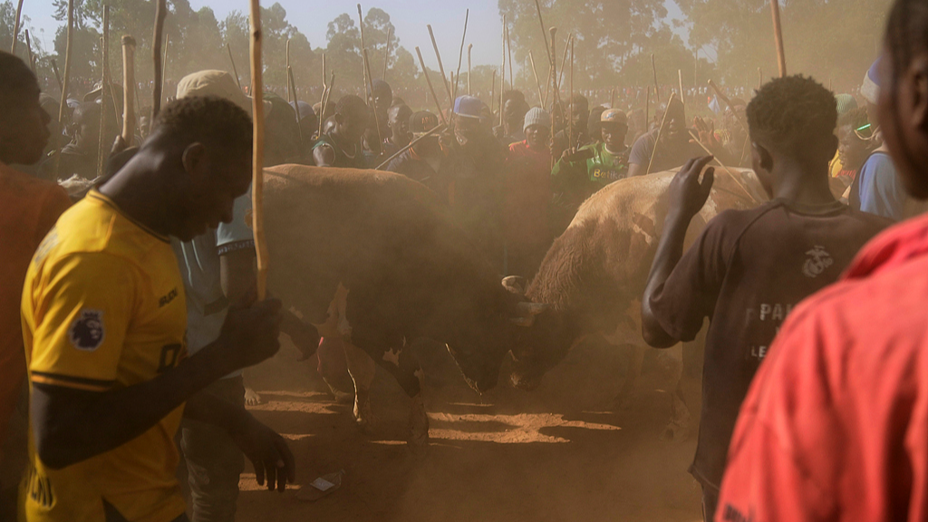 Bullfighting tradition remains strong in Kenya