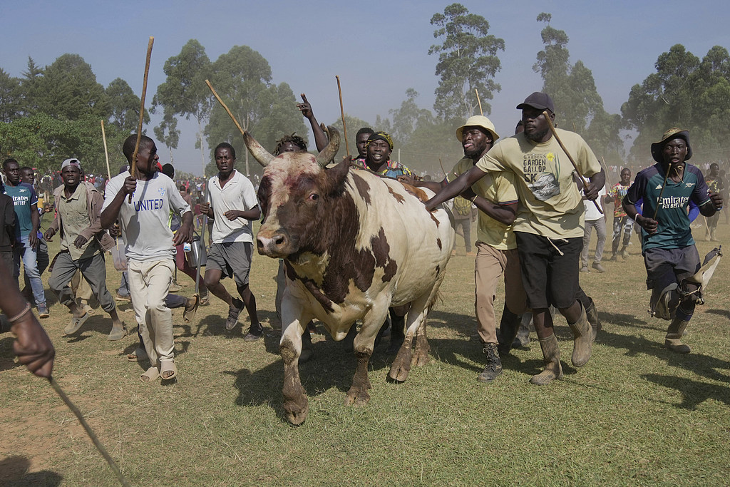 Promise runs away after being defeated by Shakahola in Kakamega County, western Kenya. /CFP