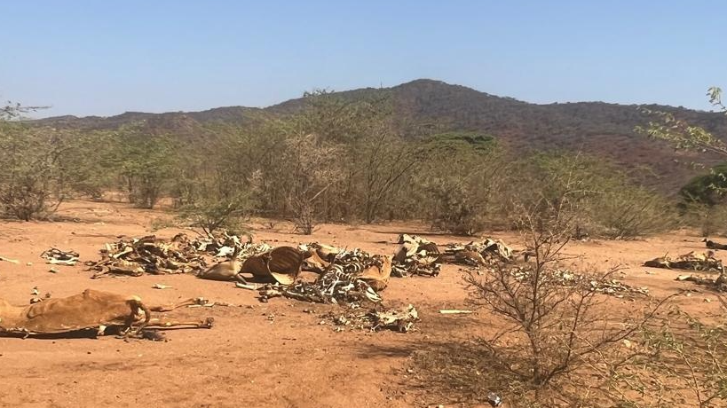 Livestock carcass in Bori, Moyale Sub-County. /International Livestock Research Institute