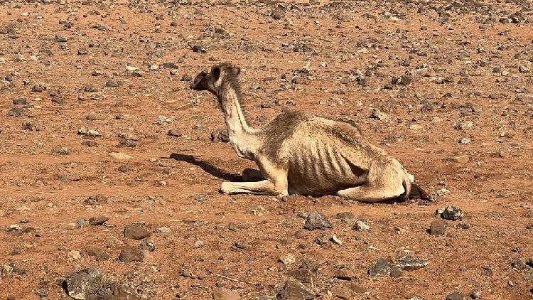 Northern Kenya's drought: The role of pastoral movement