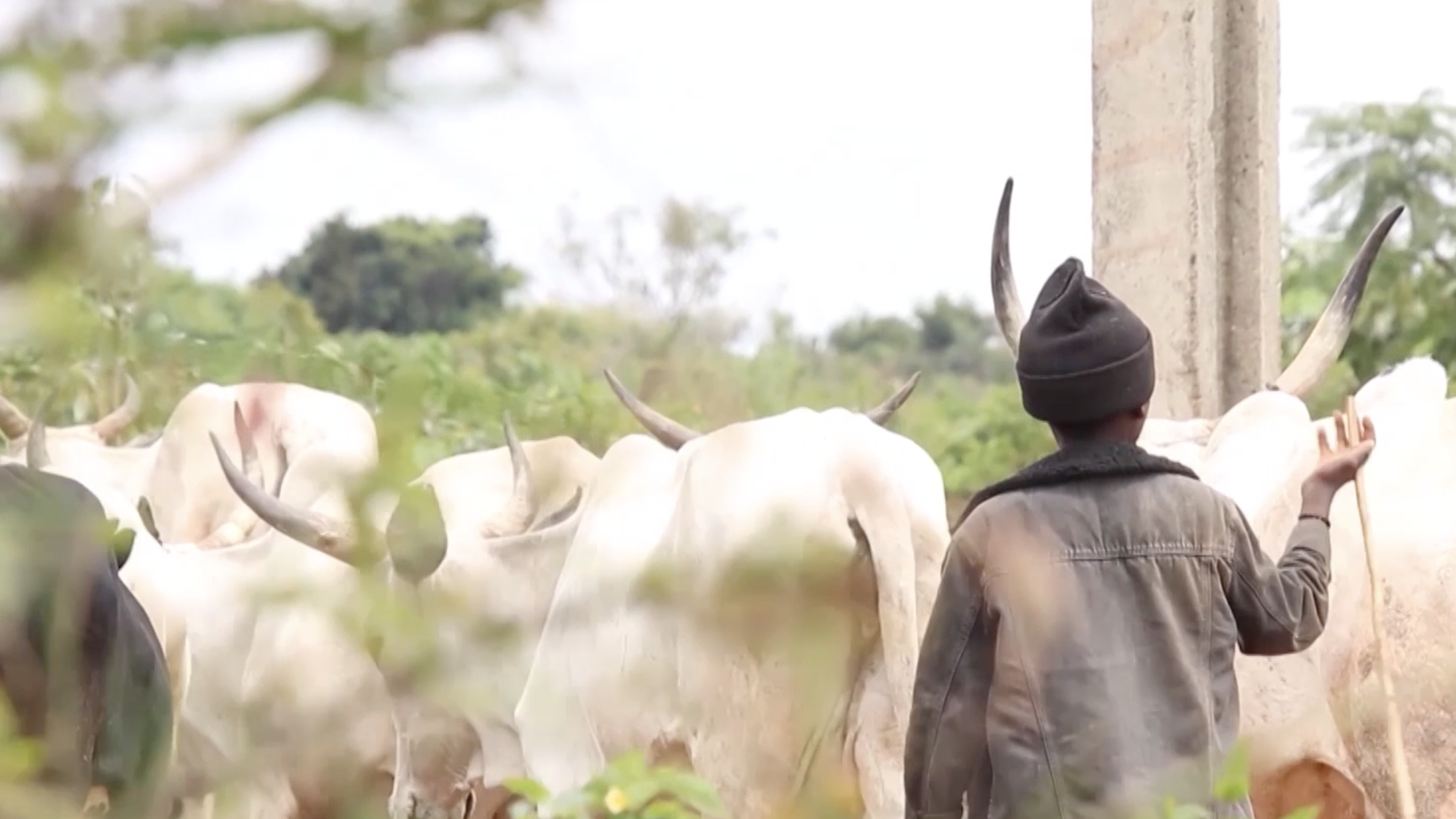 Climate change, land pressure drive deadly clashes in Nigeria