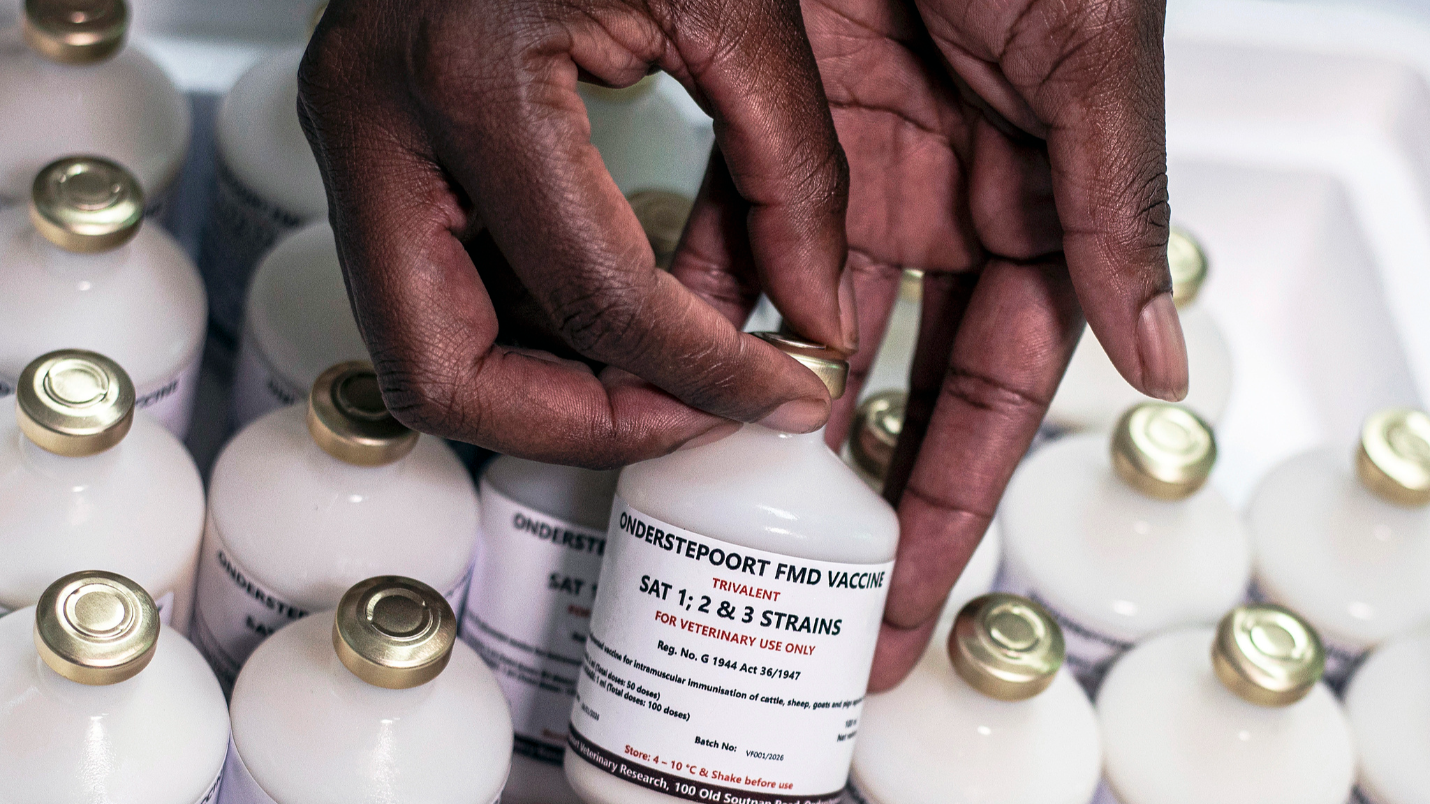 South Africa launches local foot-and-mouth vaccine