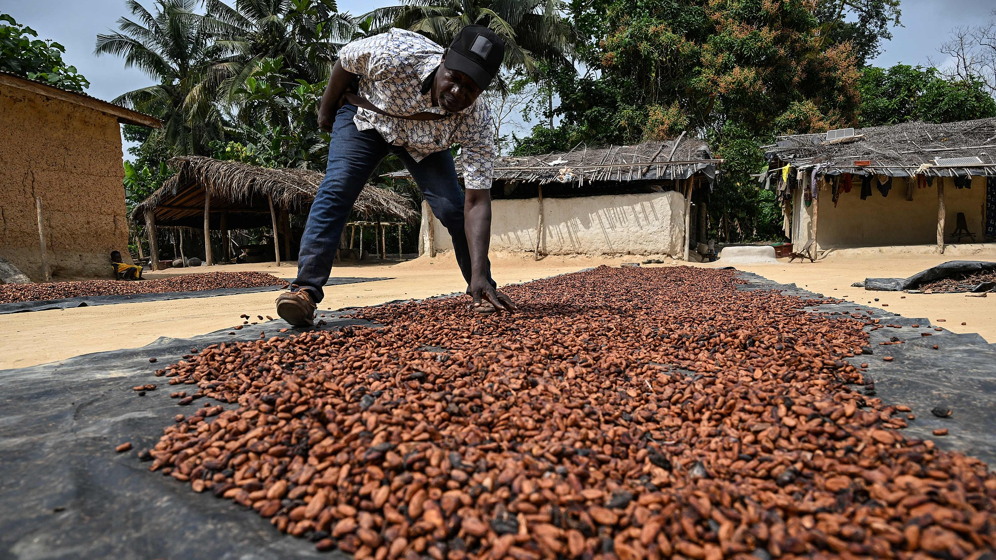 Brazil suspends cocoa imports from Côte d'Ivoire