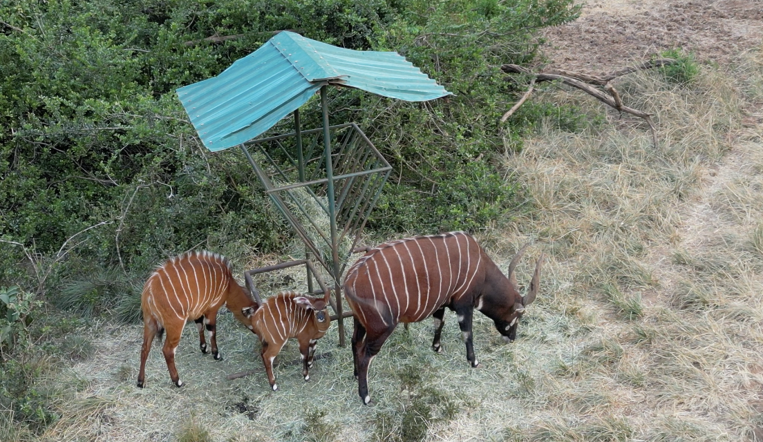 Mia and her family grazing. /CGTN Africa