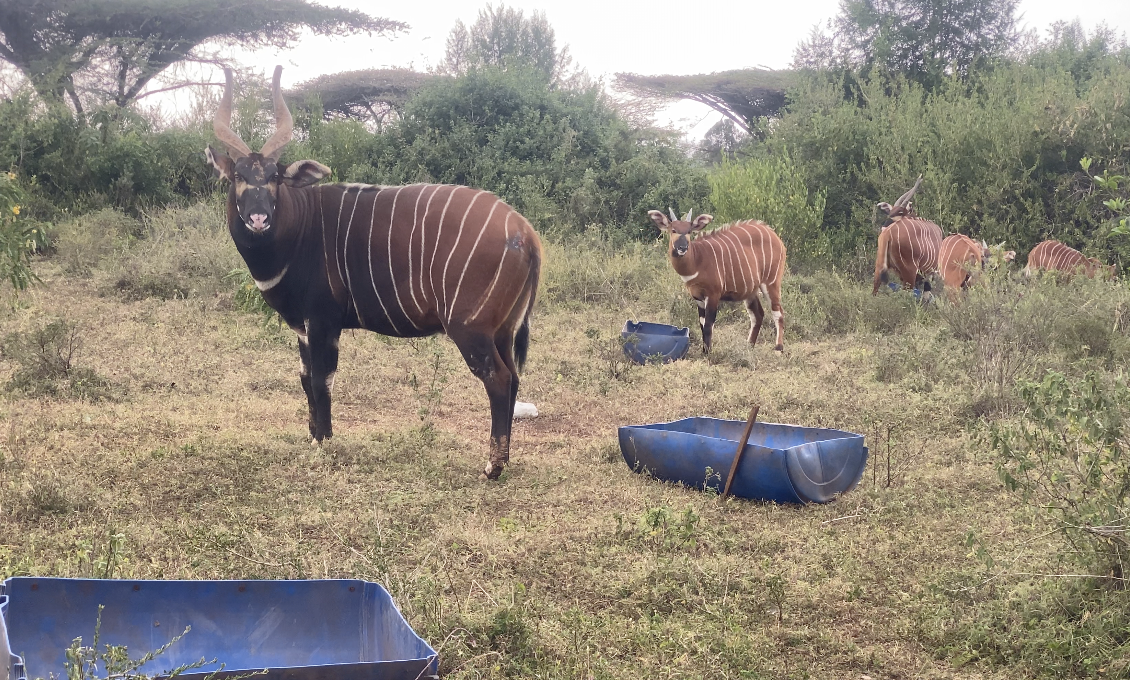 A herd of mountain bongos at Mount Kenya Wildlife Conservancy. /CGTN Africa