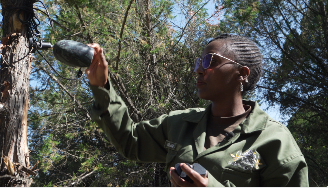 Jane Waithaka, a researcher at Mount Kenya Wildlife Conservancy, adjusting the AI camera. /CGTN Africa
