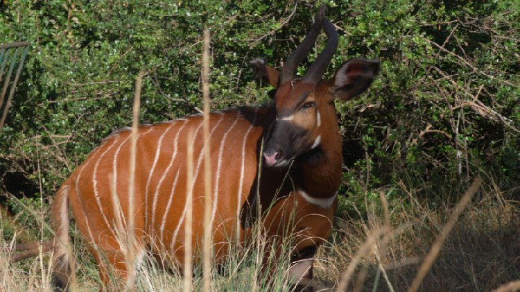 AI helps Kenya's fight for the mountain bongo