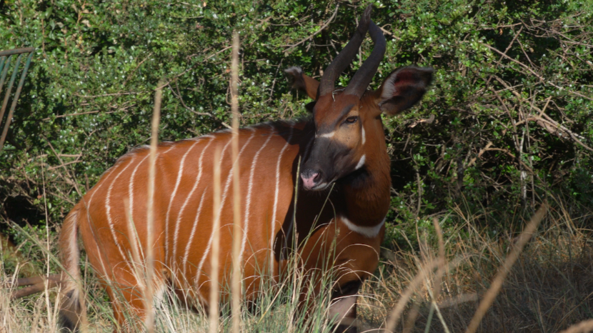 AI helps Kenya's fight for the mountain bongo