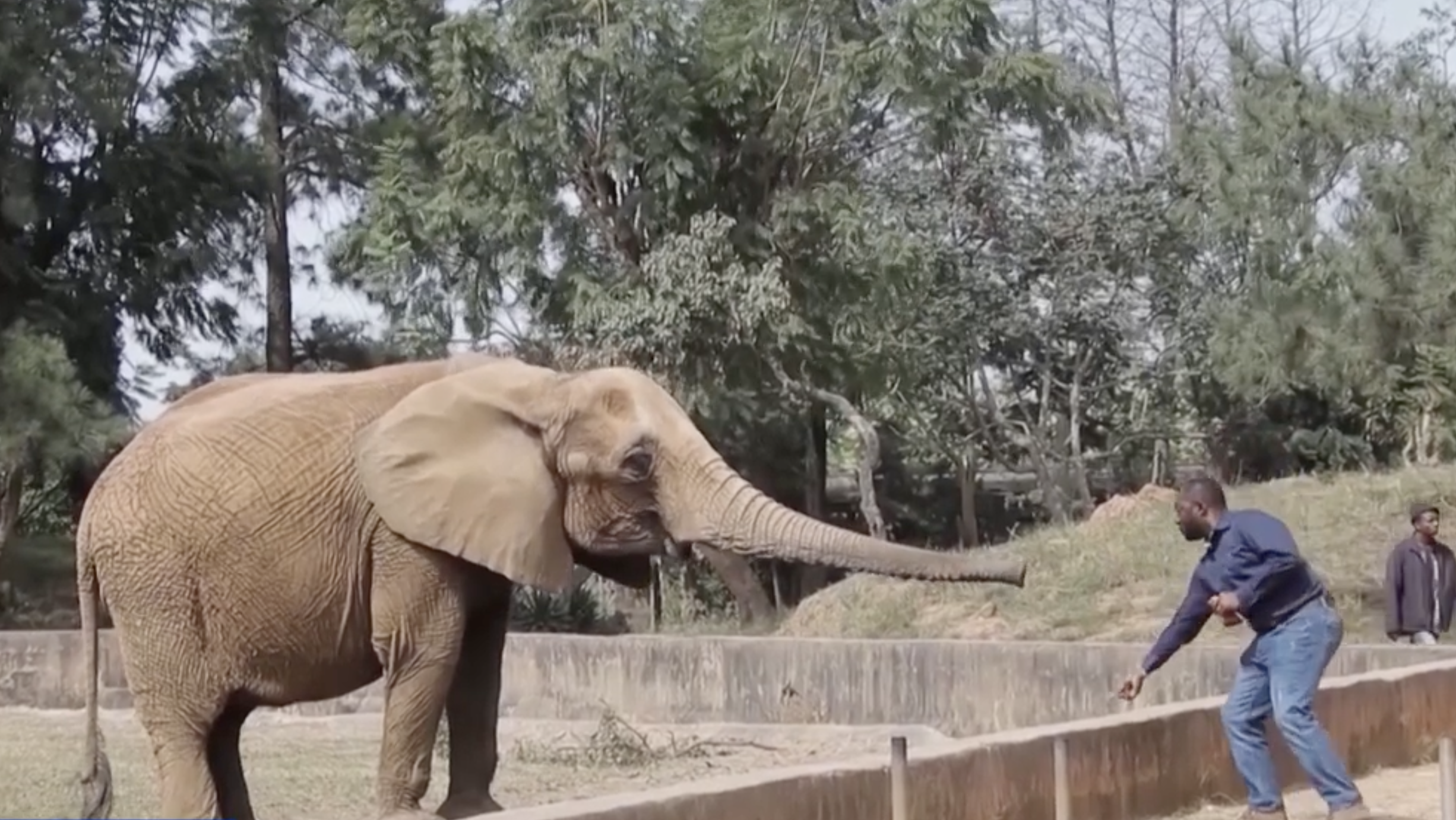 Tanzania considers lifting decade-old ban on wildlife trade 