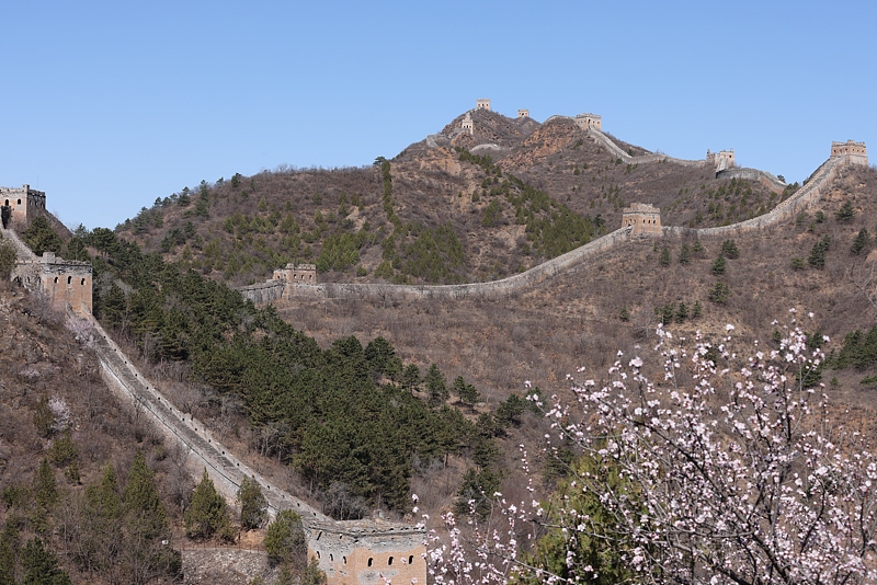 Photo taken on March 25, 2025 shows blooming peach flowers scenery of the Simatai section of the Great Wall in Beijing, capital of China./CFP
