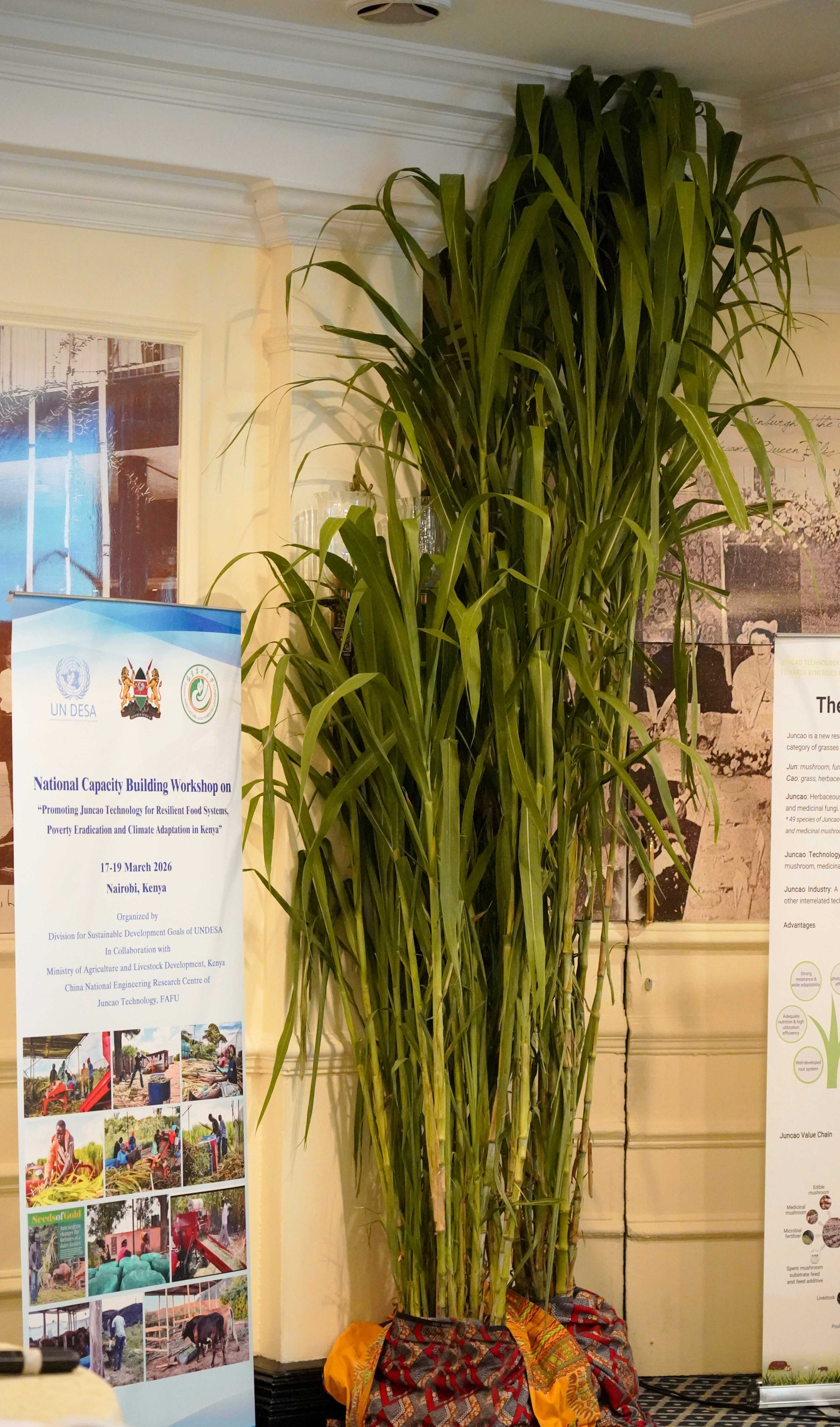 Juncao grass is displayed at the workshop in Nairobi, Kenya, on March 18, 2026. /CGTN Africa's Hong Chuxi