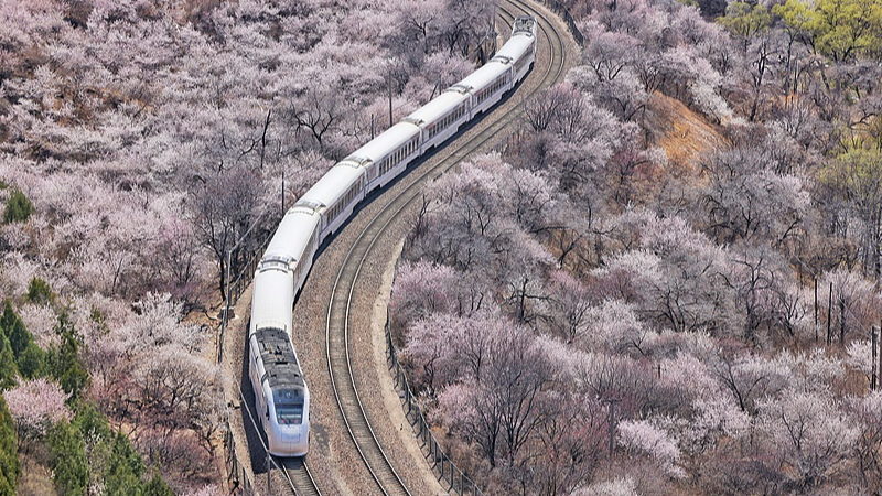 Juyongguan Flower Sea Boardwalk—Train runs in sea of flower blossoms
