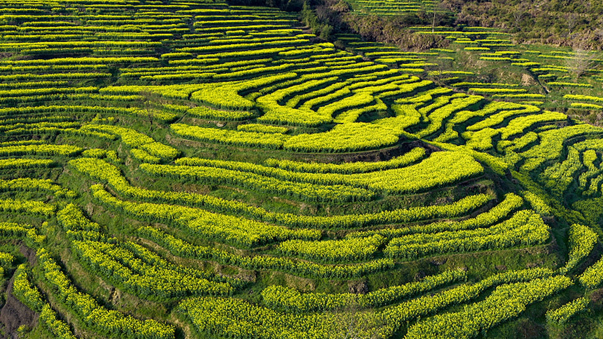 An aerial  photo taken on March 15, 2026 shows blooming cole flowers in terraced fields at Huangling scenic spot in Wuyuan County, east China's Jiangxi Province. /CFP