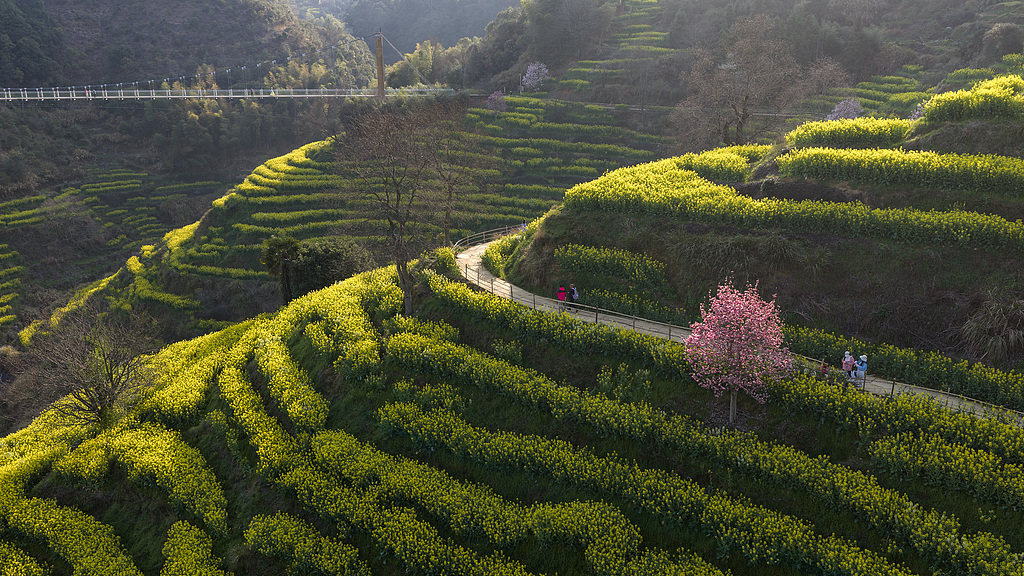 An aerial  photo taken on March 15, 2026 shows blooming cole flowers in terraced fields at Huangling scenic spot in Wuyuan County, east China's Jiangxi Province. /CFP