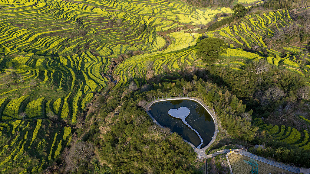 Rapeseed flowers turn east China village into spring sensation