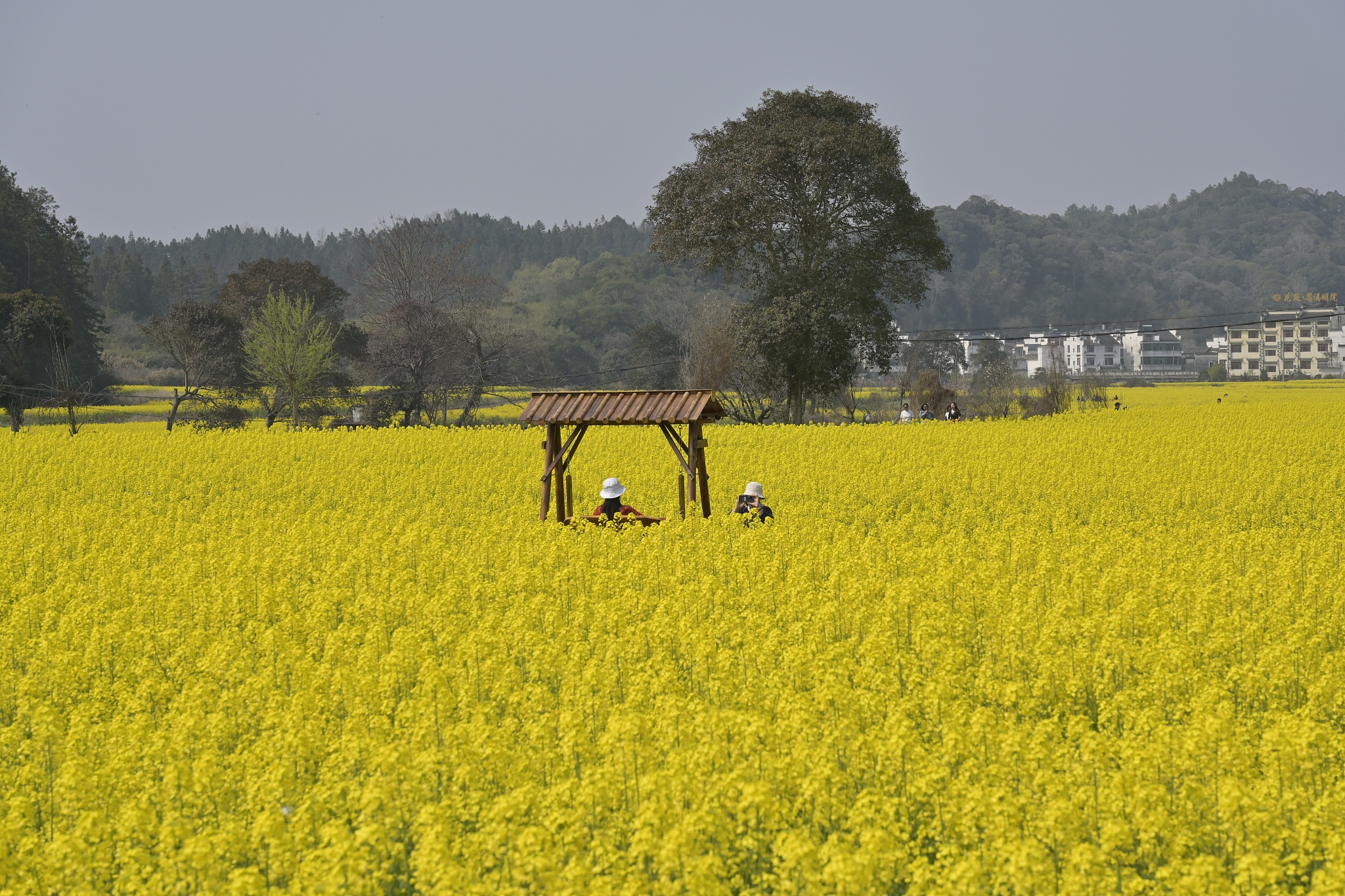 Tourists enjoy blooming cole flowers at Huangling scenic spot in Wuyuan County, east China's Jiangxi Province, March 15, 2026. /CFP