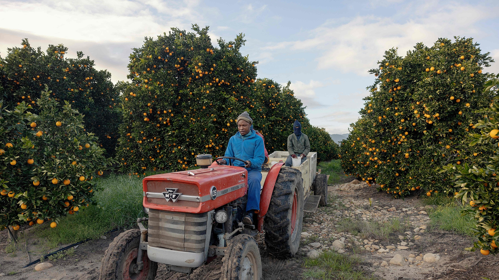 Workers at the ALG Estates Citrus farm in the Citrus Valley, Western Cape Province, South Africa, on July 25, 2025. / CFP