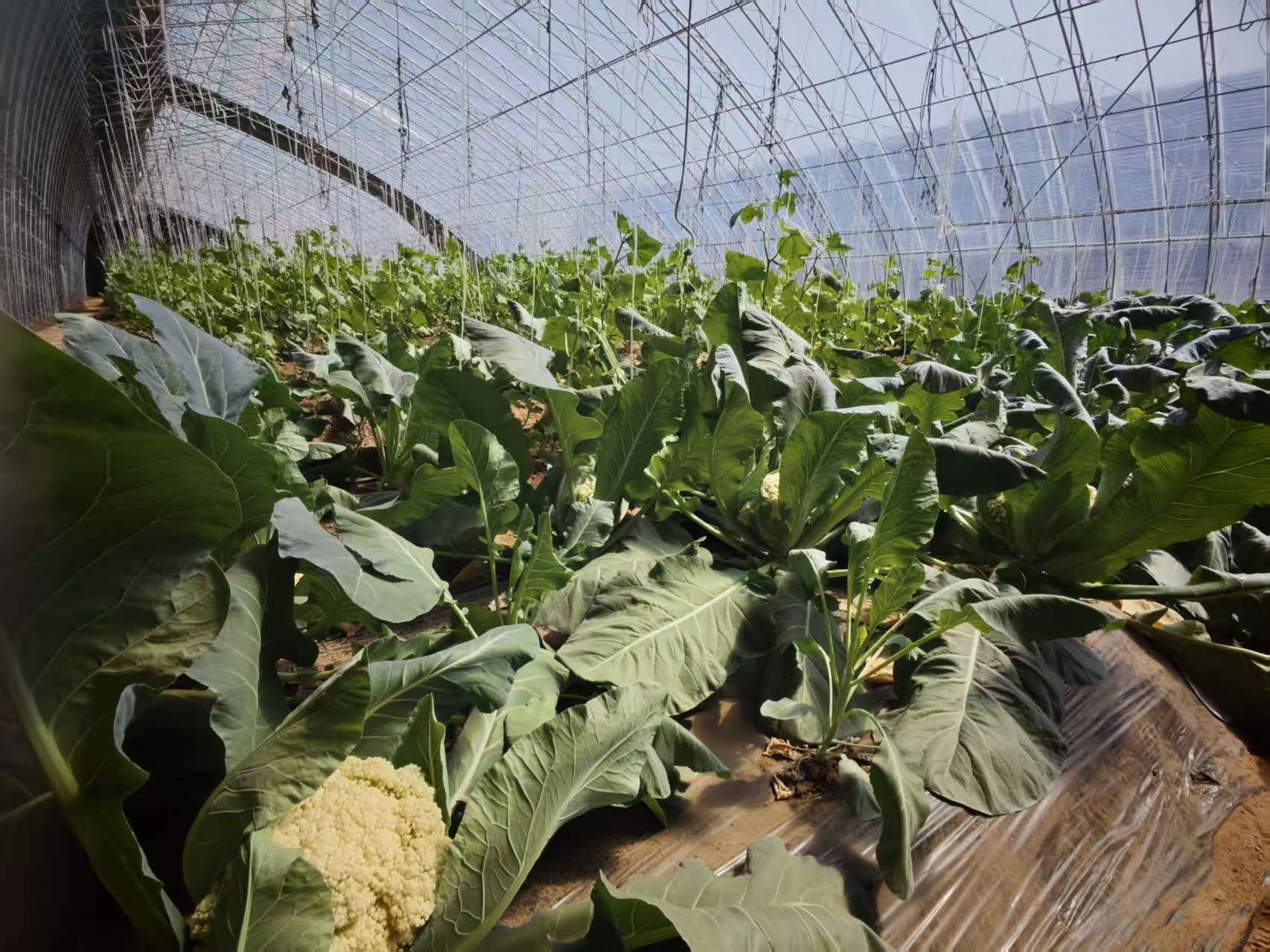 Vegetables grown at an AI-powered smart farm in Miyun District, Beijing, March 31, 2026. /CMG Beijing Bureau