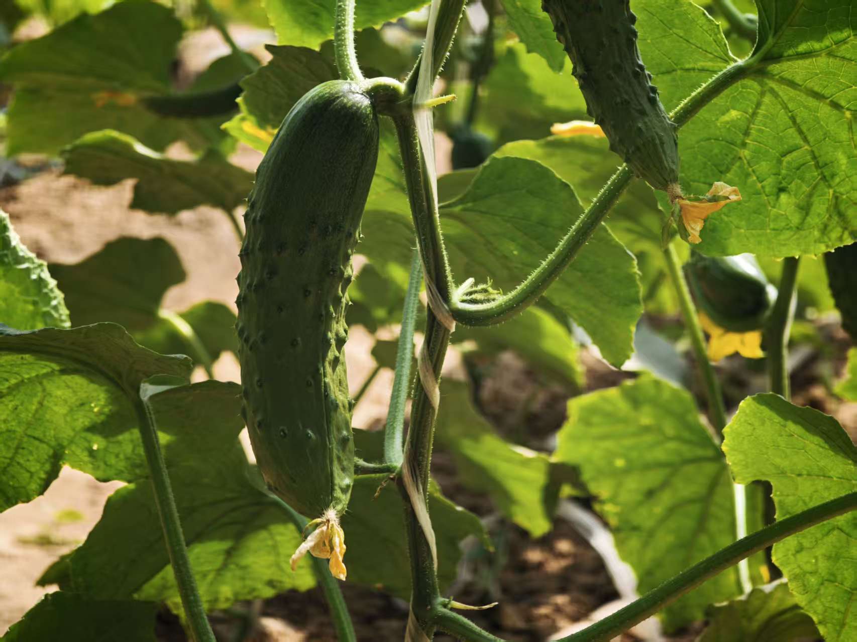 Vegetables grown at an AI-powered smart farm in Miyun District, Beijing, March 31, 2026. /CMG Beijing Bureau