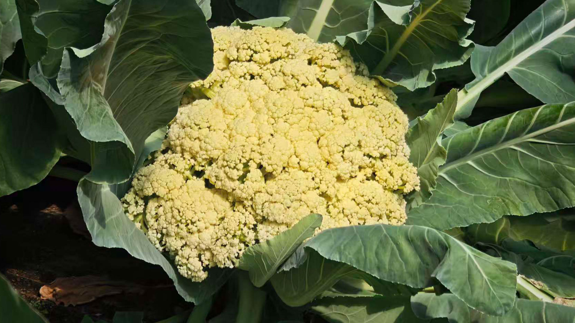 AI‑Powered smart farm in Beijing grows 20 vegetables on 13 hectares