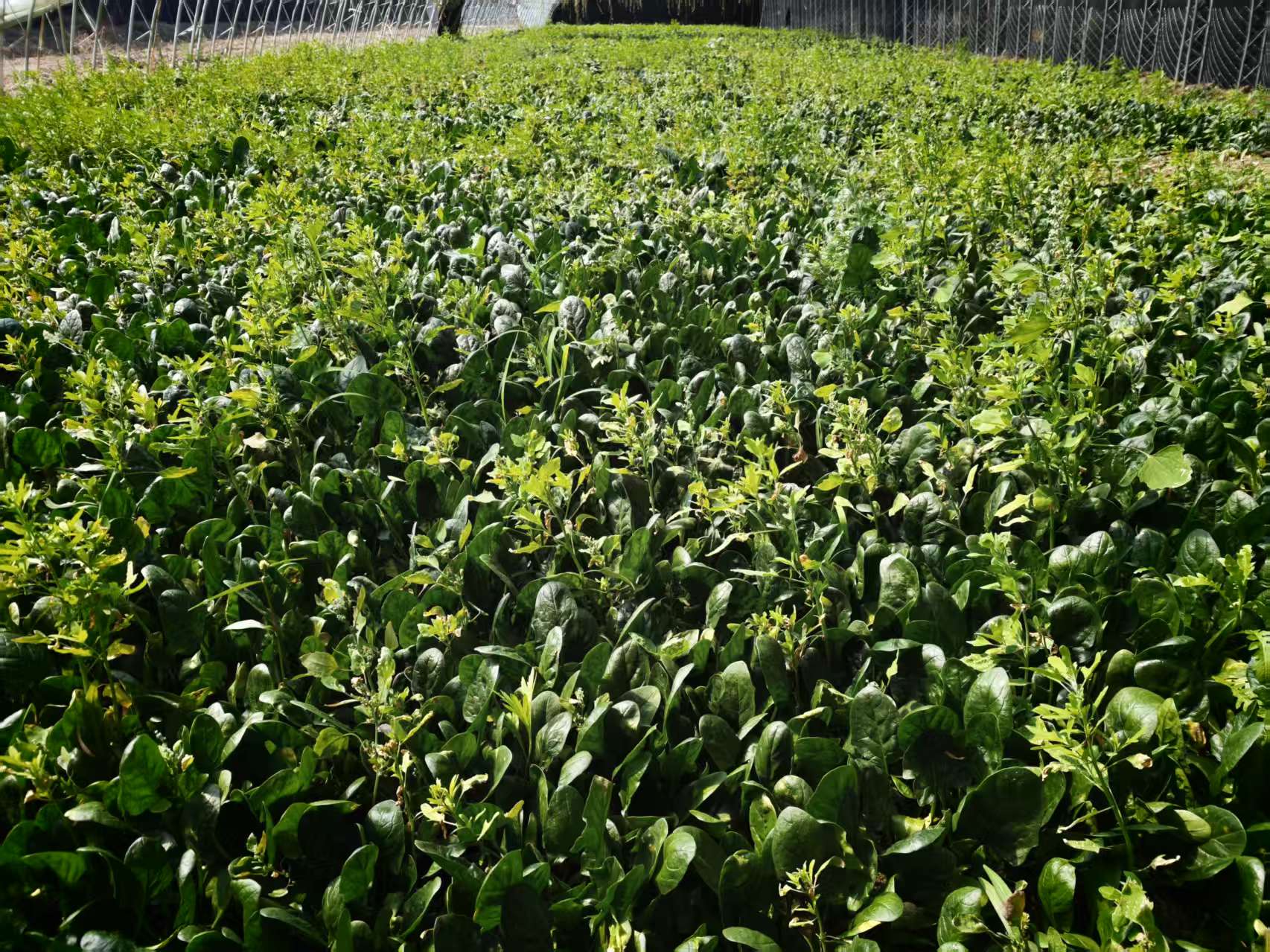 Vegetables grown at an AI-powered smart farm in Miyun District, Beijing, March 31, 2026. /CMG Beijing Bureau