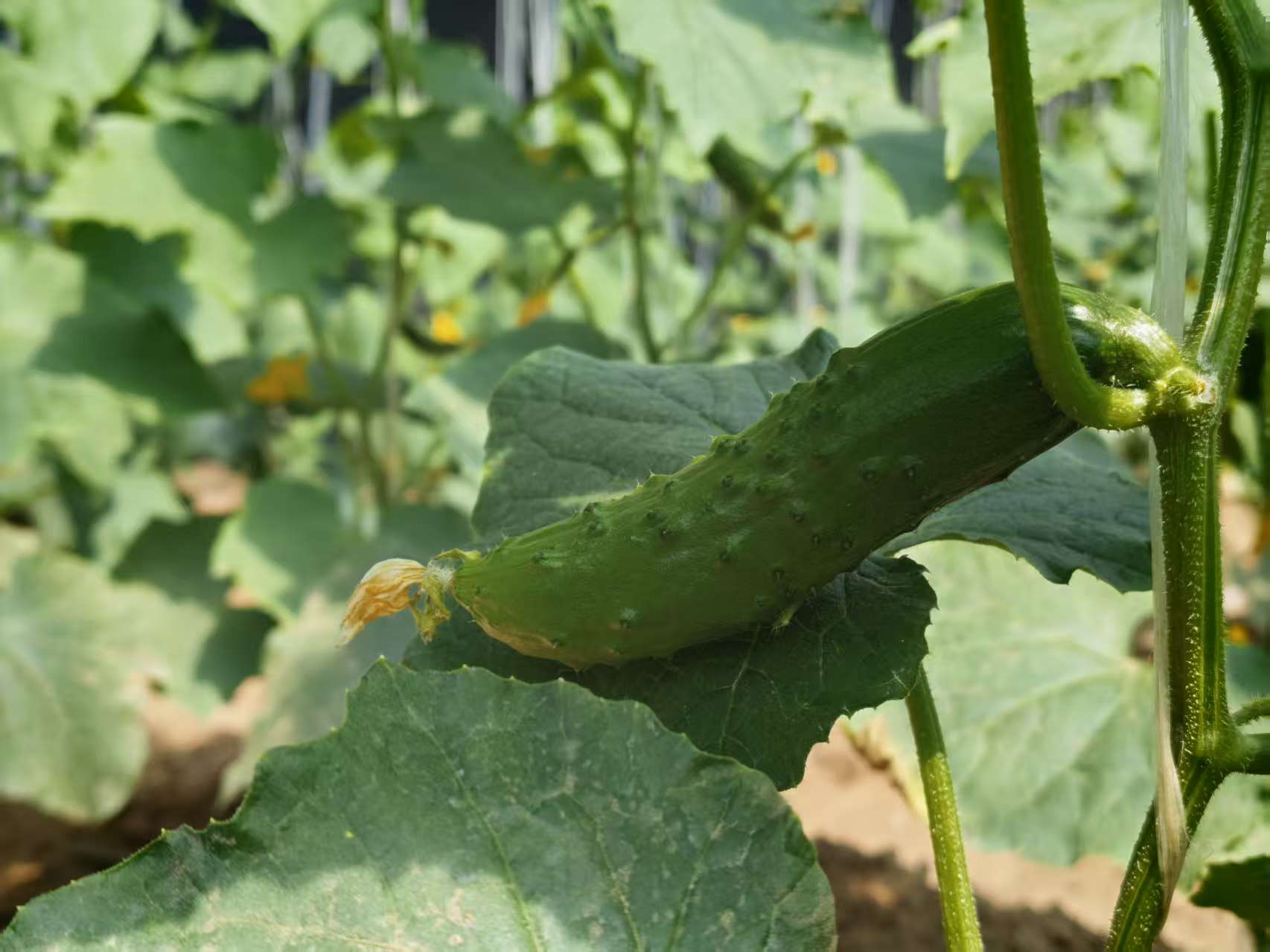 Vegetables grown at an AI-powered smart farm in Miyun District, Beijing, March 31, 2026. /CMG Beijing Bureau