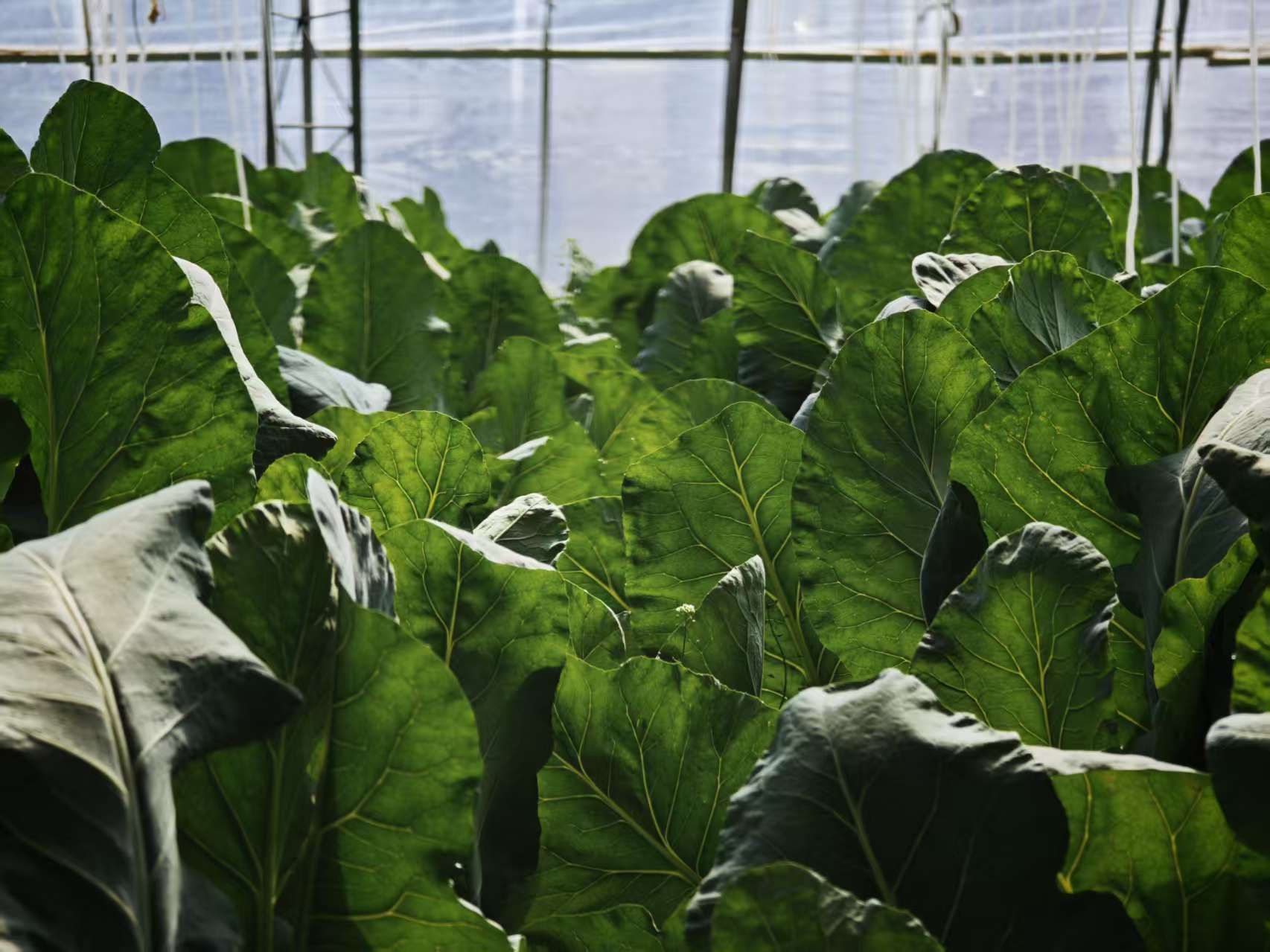 Vegetables grown at an AI-powered smart farm in Miyun District, Beijing, March 31, 2026. /CMG Beijing Bureau