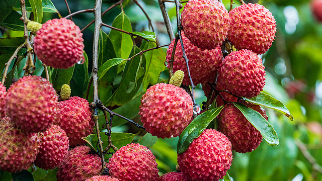 South Africa's fruit exports struggle amid Middle East conflict