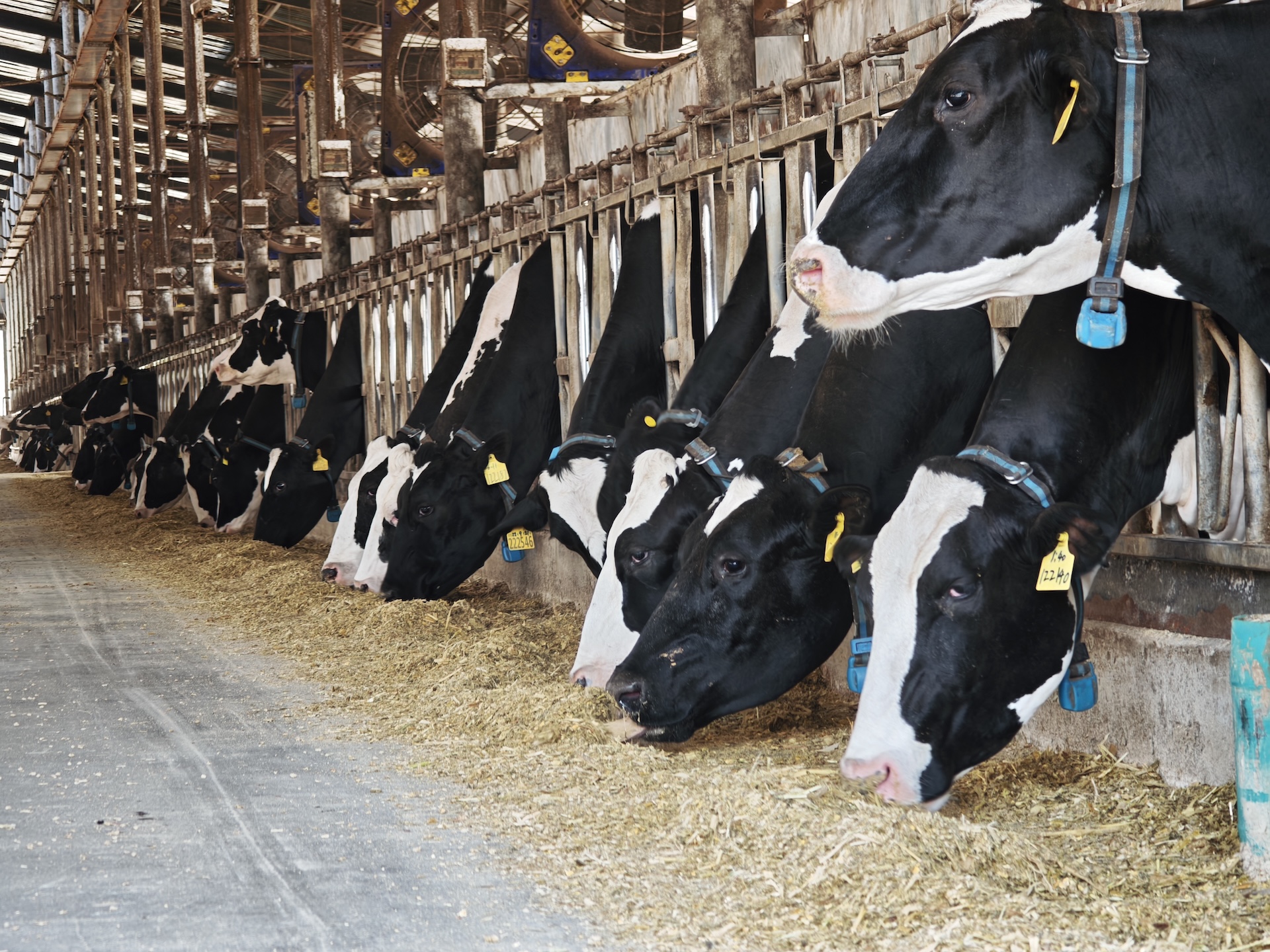 Cows eating grass inside a eco- friendly cowshed in Miyun District, Beijing, April 2, 2026./CMG Beijing Bureau