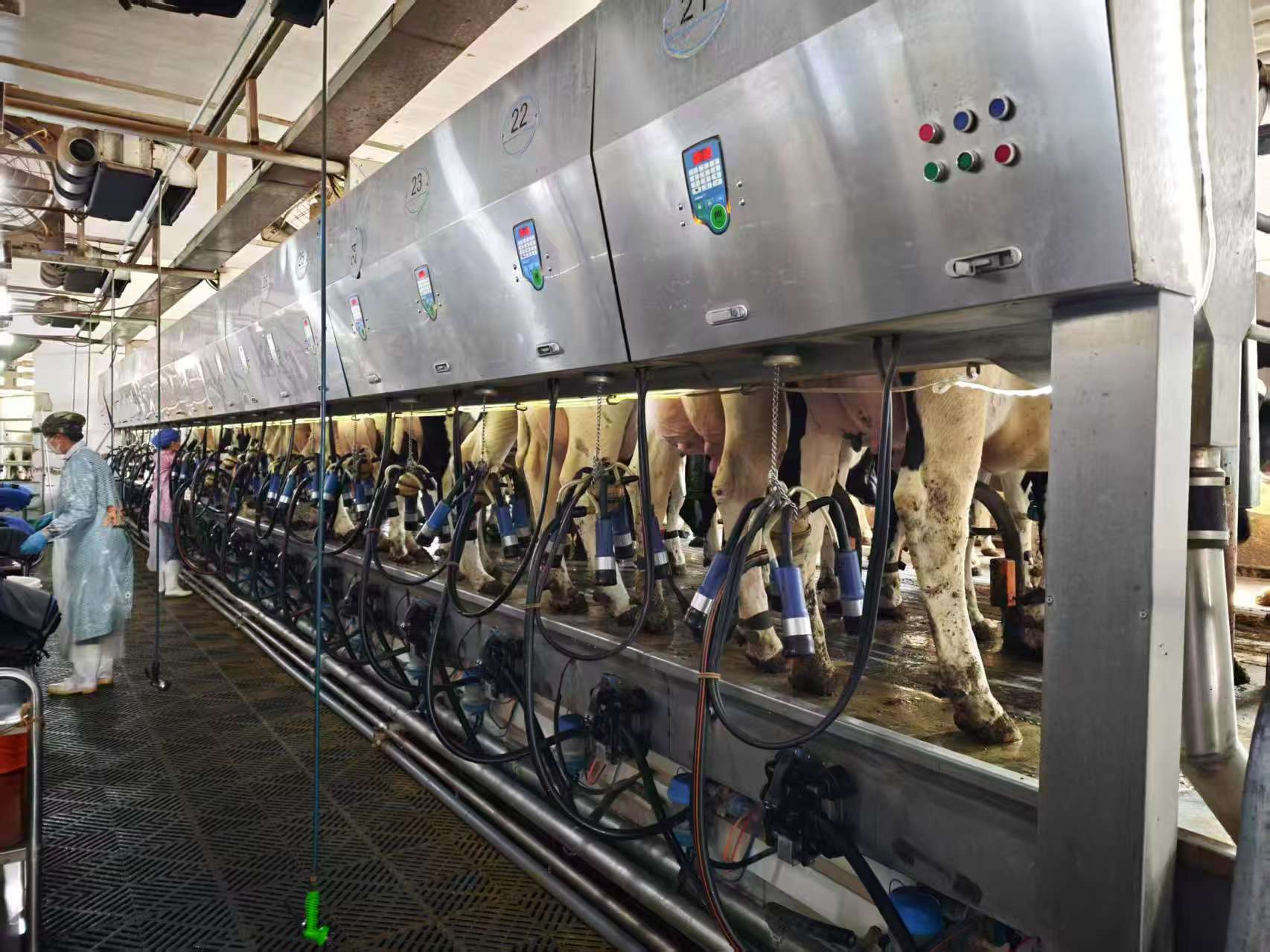 Modern milking machines safely extract milk from cows in Miyun District, Beijing, April 2, 2026./CMG Beijing Bureau