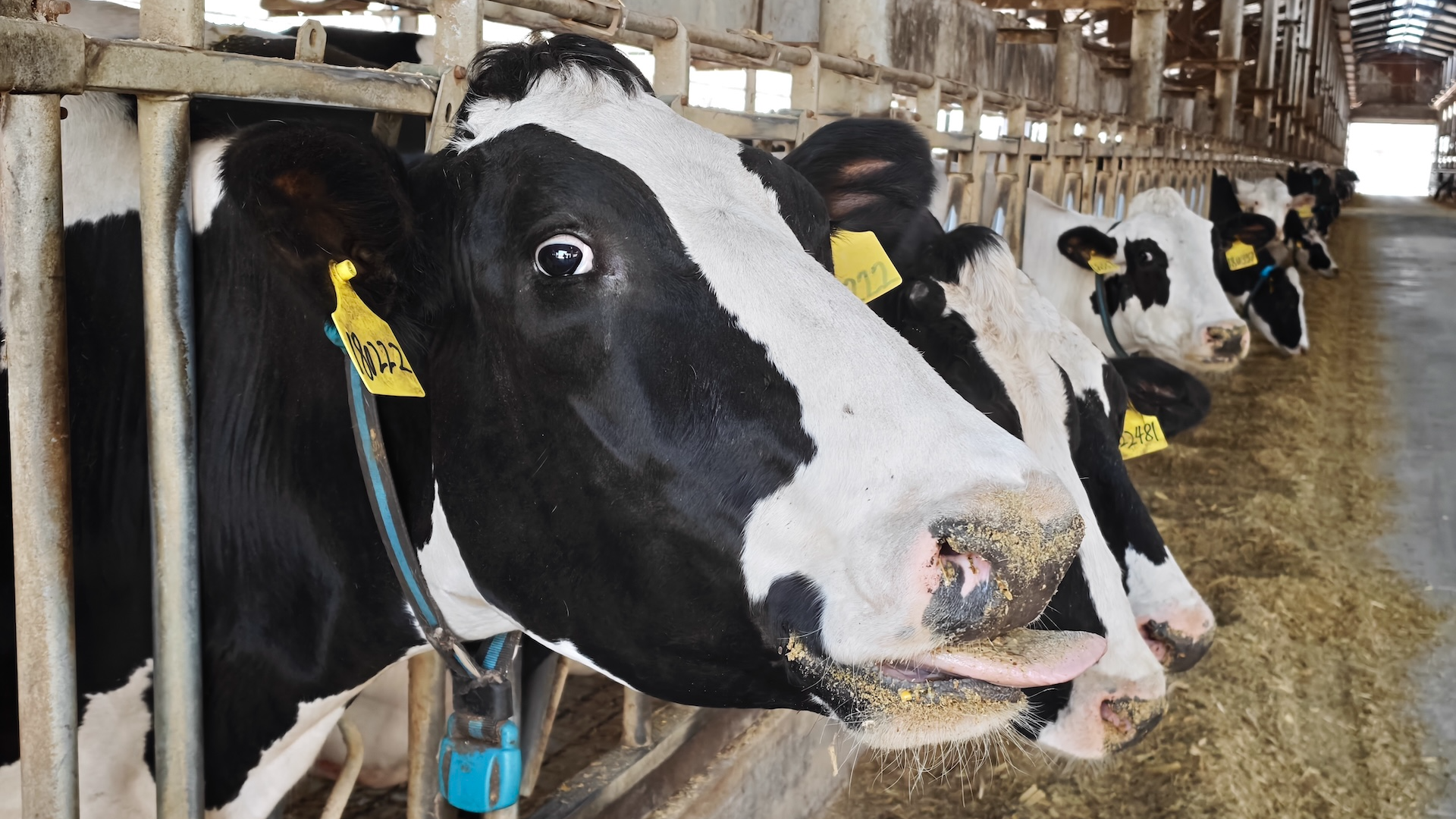 Miyun Eco‑Farm: A high‑quality dairy base with 2,000 cows in Beijing