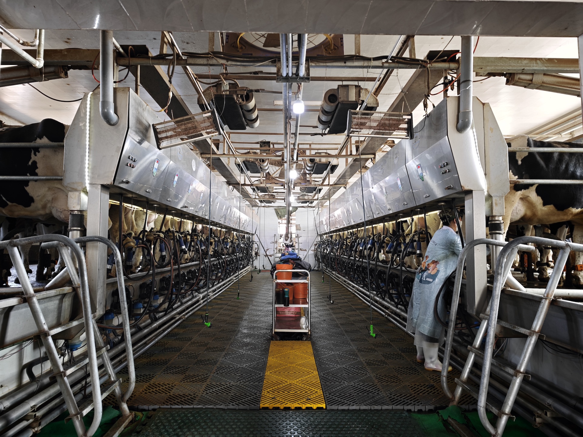 Modern milking machines safely extract milk from cows in Miyun District, Beijing, April 2, 2026./CMG Beijing Bureau